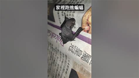 蝙蝠跑進家裡代表什麼|家裡飛進蝙蝠風水解說，有什麼徵兆